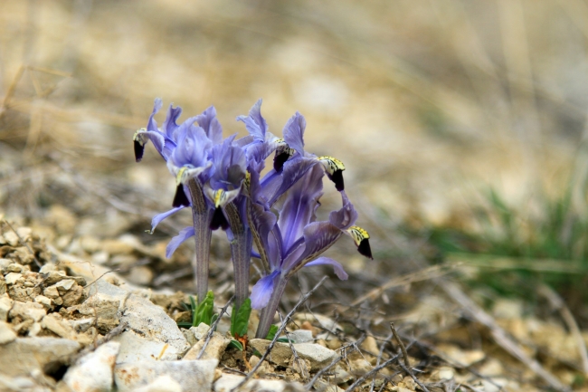 Nevruz çiçekleri baharı erken müjdeledi